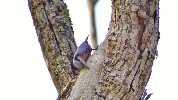 ಬಂಡೀಪುರದಲ್ಲಿ ವೀಕ್ಷಕರನ್ನು ಪುಳಕಗೊಳಿಸಿದ ಪಕ್ಷಿಗಳು