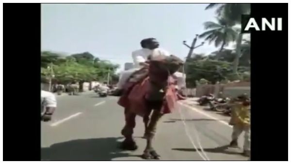 ಆಂಧ್ರ ಪ್ರದೇಶ:ಒಂಟೆ ಏರಿ ತೈಲ ಬೆಲೆ ಏರಿಕೆ ವಿರುದ್ಧ ಪ್ರತಿಭಟನೆ ನಡೆಸಿದ ಮಾಜಿ ಸಂಸದ