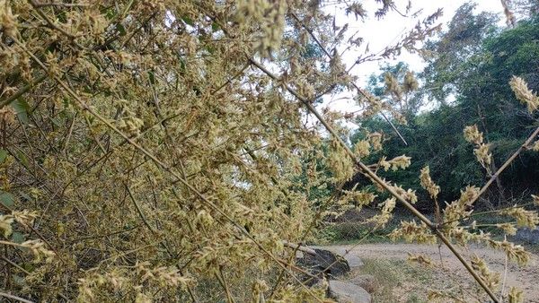 ಕಾಡಾನೆಗಳಿಗೆ ಎದುರಾಗಲಿದೆ ಮೇವಿನ ಸಮಸ್ಯೆ, ಚಾಮರಾಜನಗರದಲ್ಲಿ ಶುರುವಾಗಿದೆ ಆತಂಕ