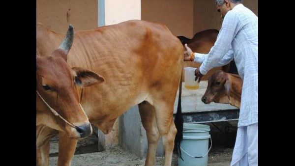 ಸರ್ಕಾರಿ ಕಚೇರಿ ಶುದ್ಧೀಕರಣಕ್ಕೆ ಗೋಮೂತ್ರ ಮಿಶ್ರಿತ ಫಿನಾಯಿಲ್!