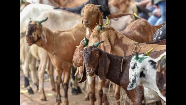 ರೈತನ ವಿನೂತನ 