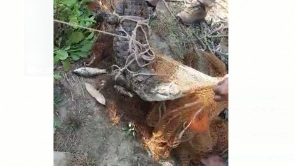 ದಕ್ಷಿಣ ಕೊಡಗಿನ ರೈತರಿಗೆ ಇದೀಗ ಮೊಸಳೆ ಕಾಟ