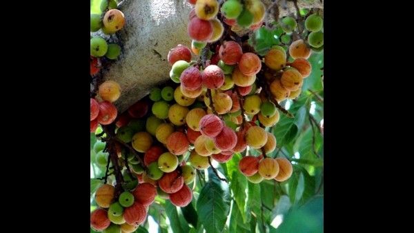 ಅತ್ತಿಮರ ಔಷಧೀಯ ಗಣಿ ಅಂದ್ರೆ ನಂಬ್ತೀರಾ?