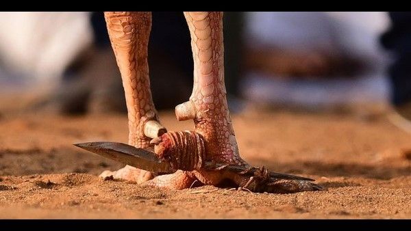 ಕೋಳಿ ಅಂಕದಲ್ಲಿ ಆಕಸ್ಮಿಕವಾಗಿ ವ್ಯಕ್ತಿ ಸಾವು; ಪೊಲೀಸ್ ಕಸ್ಟಡಿಯಲ್ಲಿ ಹುಂಜ