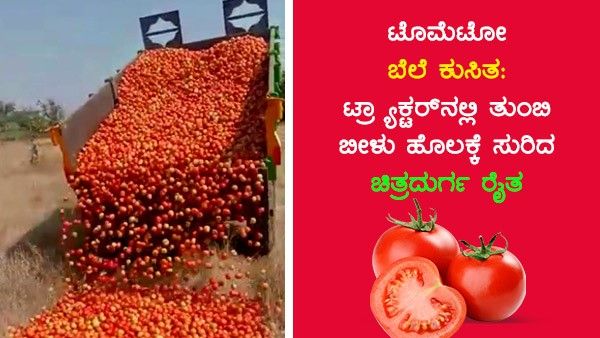 ಟೊಮೆಟೋ ಬೆಲೆ ಕುಸಿತ: ಟ್ರ್ಯಾಕ್ಟರ್ ನಲ್ಲಿ ತುಂಬಿ ಬೀಳು ಹೊಲಕ್ಕೆ ಸುರಿದ ಚಿತ್ರದುರ್ಗ ರೈತ