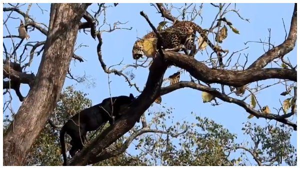 ಚಿರತೆಗೆ ಕರಿ ಚಿರತೆ ಸವಾಲು: ಕಬಿನಿಯಲ್ಲಿ ನಡೆದ ರೋಚಕ ಮುಖಾಮುಖಿಯ ವಿಡಿಯೋ