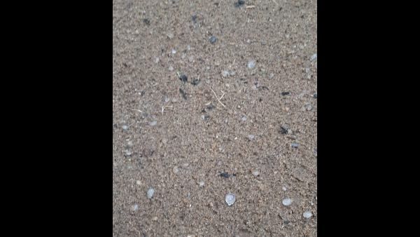 ಉತ್ತರ ಕನ್ನಡ: ಶಿರಸಿ ತಾಲ್ಲೂಕಿನಲ್ಲಿ ಗುಡುಗು ಸಹಿತ ಅಕಾಲಿಕ ಮಳೆ