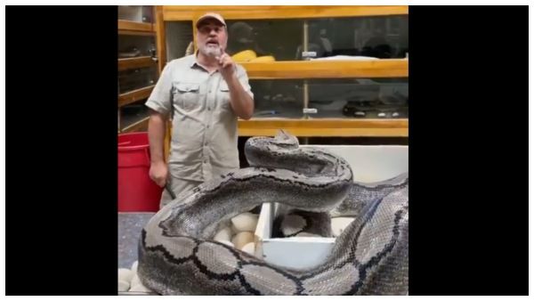 ಹೆಬ್ಬಾವಿನ ಬಾಯಿಂದ ಜಸ್ಟ್ ಮಿಸ್..! ಬದುಕಿ ಉಳಿದ ಝೂ ಕೀಪರ್..!