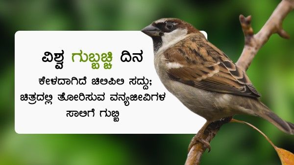 ವಿಶ್ವ ಗುಬ್ಬಚ್ಚಿ ದಿನ: ಕೇಳದಾಗಿದೆ ಚಿಲಿಪಿಲಿ ಸದ್ದು; ಚಿತ್ರದಲ್ಲಿ ತೋರಿಸುವ ವನ್ಯಜೀವಿಗಳ ಸಾಲಿಗೆ ಗುಬ್ಬಿ