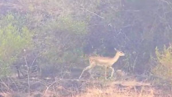 ವಿಡಿಯೋ; ನಂಜನಗೂಡಿನಲ್ಲಿ ಅರಣ್ಯಕ್ಕೆ ಬೆಂಕಿ, ಜಿಂಕೆಗಳ ಪರದಾಟ
