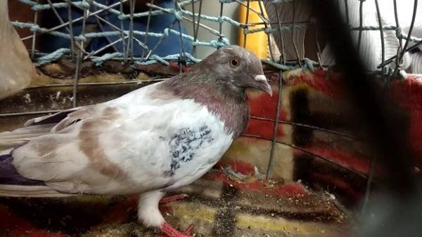 ಪಾಕಿಸ್ತಾನದಿಂದ ಹಾರಿಬಂದ ಪಾರಿವಾಳದ ವಿರುದ್ಧ ಎಫ್‌ಐಆರ್ ದಾಖಲು