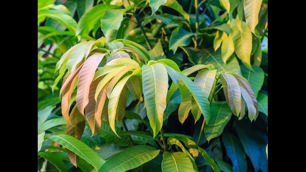 ಯುಗಾದಿ  ವಿಶೇಷ:  ಪ್ರಕೃತಿಯೇ ತೋರಣ ಕಟ್ಟಿ ಸ್ವಾಗತಿಸುವ ಹಬ್ಬ 