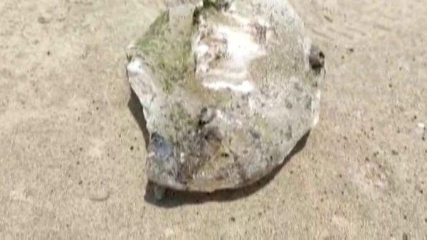 ಮುರುಡೇಶ್ವರ; ತಿಮಿಂಗಿಲದ ವಾಂತಿ ಪತ್ತೆ, ಇದರ ಬೆಲೆ ಕೋಟಿ ರೂ.!