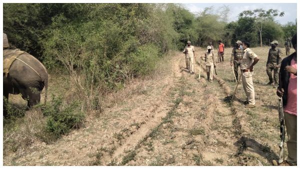 ಮೈಸೂರು; ಕೊರೊನಾಗೆ ತತ್ತರಿಸಿದ ರೈತರ ನಿದ್ದೆಗೆಡಿಸಿದ ಹುಲಿ