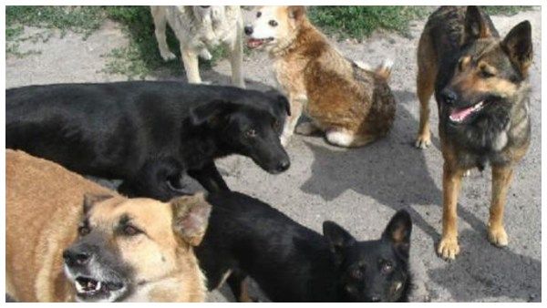 ಅನಾಥ ಮಹಿಳೆಗೆ ಬೆಂಗಳೂರಿನಲ್ಲಿ ಕೊರೊನಾ ಗಿಂತಲೂ ಘೋರ ಸಾವು