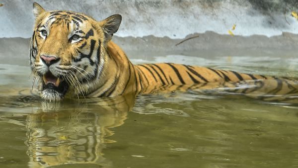 ಸಿಬ್ಬಂದಿಗಳ ನಿರ್ಲಕ್ಷ್ಯದಿಂದ ಹುಲಿ ದಾಳಿಗೆ ಪ್ರಾಣ ಕಳೆದುಕೊಂಡ ಮೃಗಾಲಯ ಪರಿಚಾರಕ