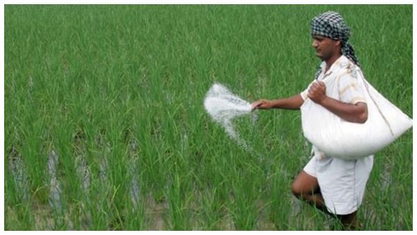 ಡಿಎಪಿ ರಸಗೊಬ್ಬರ ಸಬ್ಸಿಡಿ 700 ರೂ. ಹೆಚ್ಚಳ