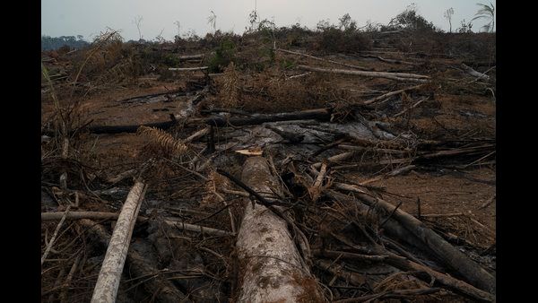 ಪ್ರಕೃತಿ ಜೊತೆ ಮಾನವರೂ ಸರ್ವನಾಶ! ವರ್ಷಕ್ಕೆ ಕೋಟಿ ಕೋಟಿ ಮರ ಉಡೀಸ್!