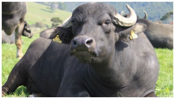 ಹಾವೇರಿ: ಅತ್ಯಾಚಾರಿಗಳಿಂದ ಮಹಿಳೆಯನ್ನು ರಕ್ಷಿಸಿದ ಎಮ್ಮೆ!