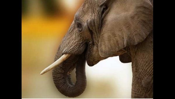 ಮುದುಮಲೈ ಅಭಯಾರಣ್ಯದ ಶಿಬಿರದಲ್ಲಿದ್ದ ಆನೆಗಳಿಗೆ ಕೊರೊನಾ ಪರೀಕ್ಷೆ