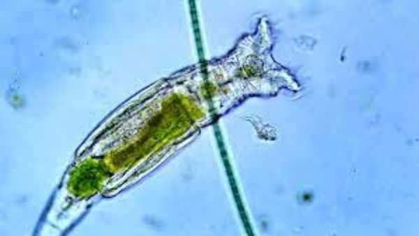 ಈ ಜೀವಿಗೆ ಸಾವು ಬರೋದೆ ಇಲ್ವಂತೆ..! ರಷ್ಯಾದಲ್ಲಿ 24 ಸಾವಿರ ವರ್ಷ ಬದುಕಿದ್ದ ಜೀವಿ ಪತ್ತೆ..!