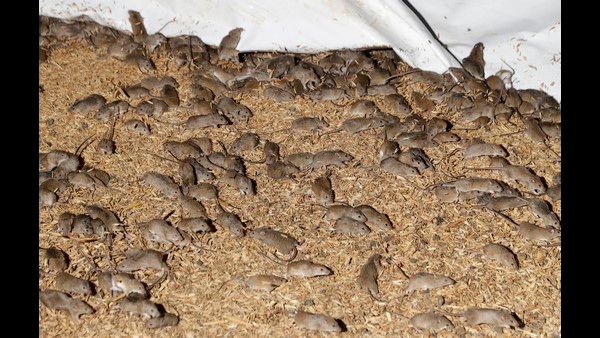 ‘ಜೇಡರ ಬಲೆ’ಗೆ ಸಿಲುಕಿದ ಆಸ್ಟ್ರೇಲಿಯಾ! ಕಾಂಗರೂ ನಾಡಿಗೆ ಸಾಲು ಸಾಲು ಕಷ್ಟಗಳು!