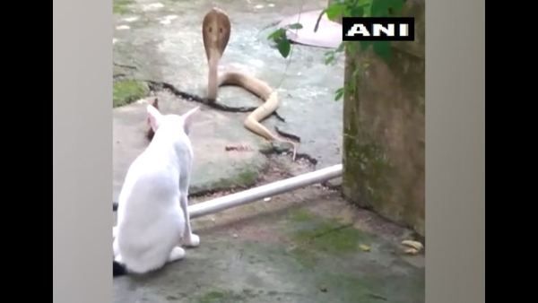 ಕಾವಲುಗಾರನಂತೆ ನಿಂತು ಮನೆಯೊಳಗೆ ಹಾವು ಬರದಂತೆ ತಡೆದ ಬೆಕ್ಕು