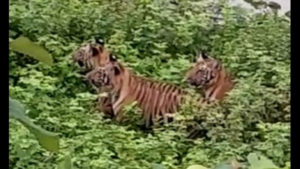 ಬಿ.ಆರ್. ಹಿಲ್ಸ್‌ನಲ್ಲಿ ಹುಲಿಗಳ ಗಾಂಭೀರ್ಯದ ನಡಿಗೆ