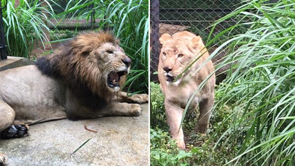 ಶಿವಮೊಗ್ಗ ಮೃಗಾಲಯಕ್ಕೆ ಬನ್ನೇರುಘಟ್ಟದಿಂದ ನೂತನ ಅತಿಥಿಗಳ ಆಗಮನ