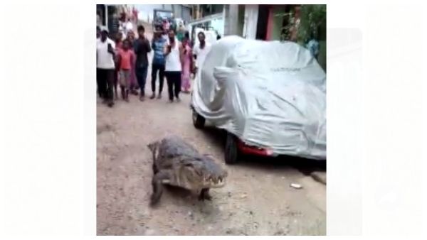 ಮೊಸಳೆ ಬಂತು ಮೊಸಳೆ... ಗ್ರಾಮದಲ್ಲಿ ಏಕಾಏಕಿ ಪ್ರತ್ಯಕ್ಷ!