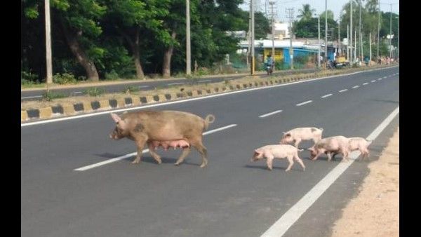 ನಂಜನಗೂಡಿನ ಬೈಪಾಸ್ ರಸ್ತೆಯಲ್ಲಿ ಹಂದಿಗಳ ಸವಾರಿ!