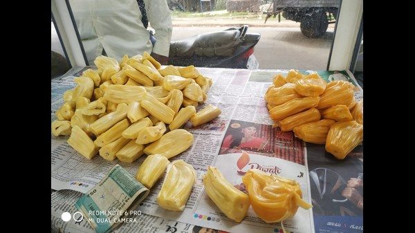 ಮಳೆಗಾಲದಲ್ಲಿ ಹಲಸಿನ ಹಣ್ಣು ಸೇವಿಸುವುದರಿಂದ ಉಪಯೋಗವಿದೆಯಾ?