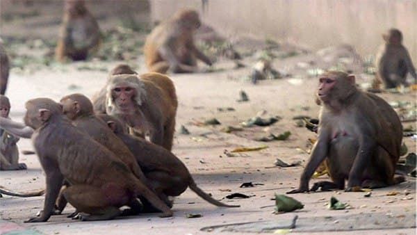 ರಾಯಚೂರು: ಕೋತಿಗಳ ಕಾಟದಿಂದ ಬೇಸತ್ತ ಗ್ರಾಮಸ್ಥರಿಂದ ಊರು ತೊರೆಯುವ ನಿರ್ಧಾರ