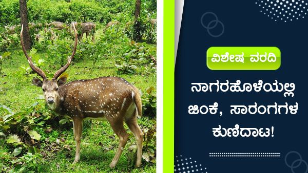 ನಾಗರಹೊಳೆಯಲ್ಲಿ ಜಿಂಕೆ, ಸಾರಂಗಗಳ ಕುಣಿದಾಟ!