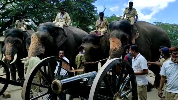 ಮೈಸೂರು ದಸರಾ ತಯಾರಿ: ಫಿರಂಗಿ ಸದ್ದಿಗೆ ಬೆದರಿದ ಗಜಪಡೆ, ಅಶ್ವದಳ