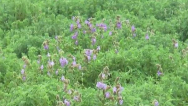 ಚಿಕ್ಕಮಗಳೂರು; ಕಣ್ಮನ ಸೆಳೆಯುತ್ತಿರುವ ನೀಲಿ ಕುರುವಂಜಿ