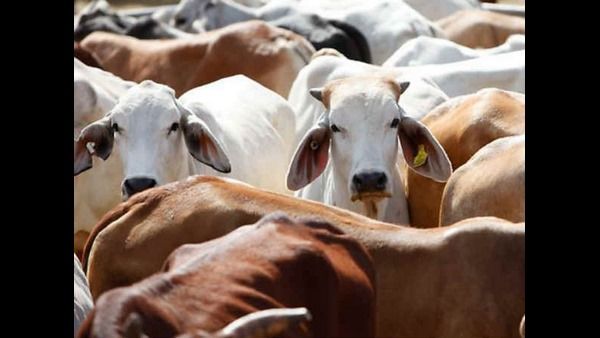 ಗೋವನ್ನು ರಾಷ್ಟ್ರೀಯ ಪ್ರಾಣಿ ಎಂದು ಘೋಷಿಸಿ: ಅಲಹಾಬಾದ್ ಕೋರ್ಟ್