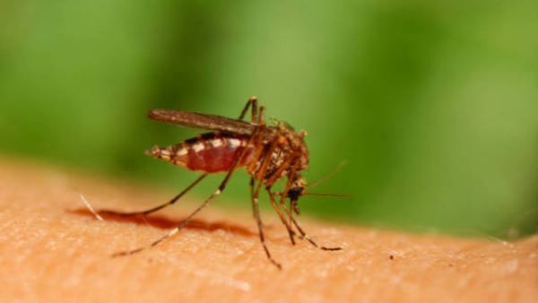 ಫಿರೋಜಾಬಾದ್‌ನಲ್ಲಿ ಅಧಿಕ ಮಕ್ಕಳು ಡೆಂಗ್ಯೂಗೆ ಬಲಿ: ಕೇಂದ್ರದ ತಂಡ