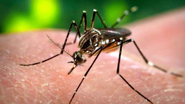 ಡೆಂಗ್ಯೂ ಶಂಕೆ: ಯುಪಿಯ ಫಿರೋಜಾಬಾದ್‌ನಲ್ಲಿ ಕಳೆದ ಹತ್ತು ದಿನದಲ್ಲೇ 45 ಮಕ್ಕಳು ಸಾವು