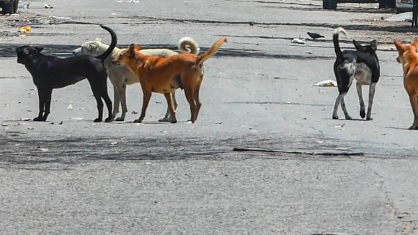 ಭದ್ರಾವತಿ; ಬೀದಿನಾಯಿಗಳ ಹತ್ಯೆ, 12 ಜನರ ಬಂಧನ