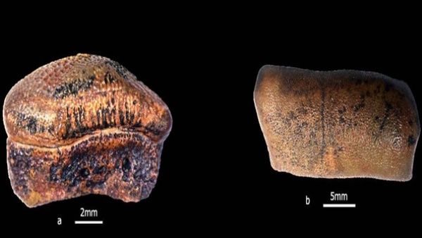 ಜೈಸಲ್ಮೇರ್‌ನಲ್ಲಿ ಜುರಾಸಿಕ್ ಕಾಲದ ಶಾರ್ಕ್ ಪ್ರಬೇಧಗಳ ಅವಿಷ್ಕಾರ