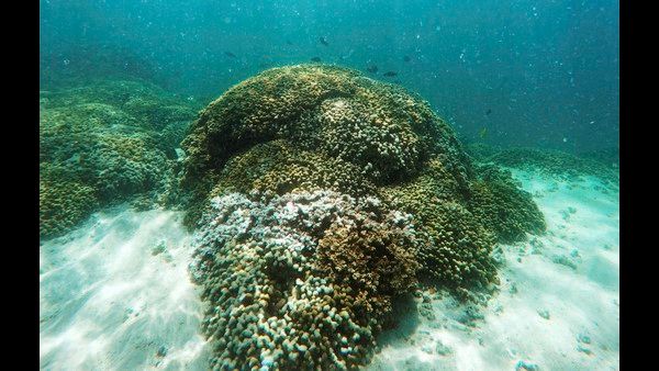 ಪ್ರವಾಸಿ ಪ್ರಿಯರಿಗೆ ಗುಡ್ ನ್ಯೂಸ್: ನ.1 ರಿಂದ ಹವಾಯಿ ಭೇಟಿಗೆ ಅವಕಾಶ