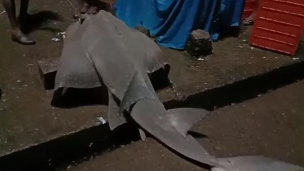 ಮಲ್ಪೆ ಮೀನುಗಾರರ ಬಲೆಗೆ ಬಿದ್ದ ಅಪರೂಪದ ಹೆಲಿಕಾಪ್ಟರ್ ಫಿಶ್!