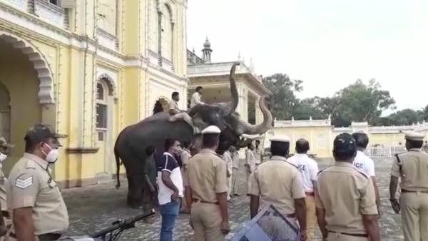 ಮೈಸೂರಿನೆಲ್ಲೆಡೆ ಕಳೆಕಟ್ಟಿದ ದಸರಾ ಸಂಭ್ರಮ: ಆನೆಗಳಿಗೆ ಜಂಬೂಸವಾರಿ ತಾಲೀಮು