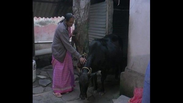 ಚಿಕ್ಕಮಗಳೂರು: ಗೋಕಳ್ಳರ ಹಾವಳಿಯಿಂದ ಅಜ್ಜಿಯ ಸ್ವಾಭಿಮಾನದ ಬದುಕಿಗೆ ಕುತ್ತು