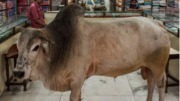 ಪ್ರಜ್ಞಾ ಸಿಂಗ್ ಠಾಕೂರ್ ವಿರೋಧಕ್ಕೆ ಮಣಿದ ಸರ್ಕಾರ : ಗೋವಿನ ತಳಿ ಸುಧಾರಣಾ ಕಾರ್ಯಕ್ರಮಕ್ಕೆ ಬ್ರೇಕ್