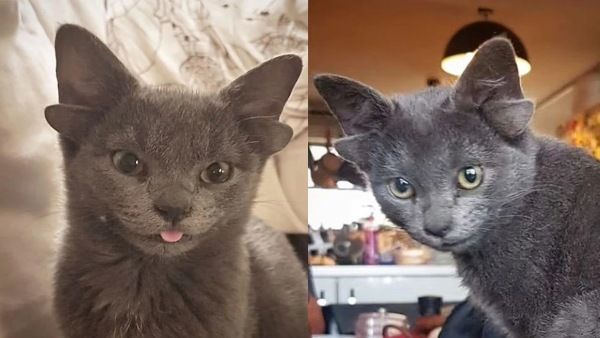 ನೀವು ಎಂದಾದರೂ ನಾಲ್ಕು ಕಿವಿಯ ಬೆಕ್ಕನ್ನು ನೋಡಿದ್ದೀರಾ? ಇಲ್ಲಿದೆ ನೋಡಿ