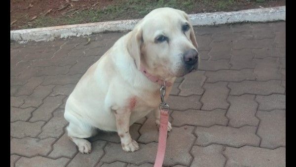 ಮಂಗಳೂರು ವಿಮಾನ ನಿಲ್ದಾಣದ ಬಾಂಬ್ ಡಿಟೆಕ್ಟಿವ್ ಶ್ವಾನ 'ಲೀನಾ' ನಿಧನ