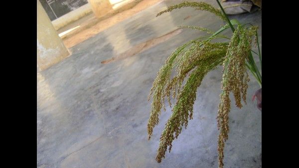 ಸ. ರಘುನಾಥ ಅಂಕಣ: ತೃಣ (ಸಿರಿ) ಧಾನ್ಯಗಳ ಅಡುಗೆ ಮತ್ತು ಉಣ್ಣುವುದು