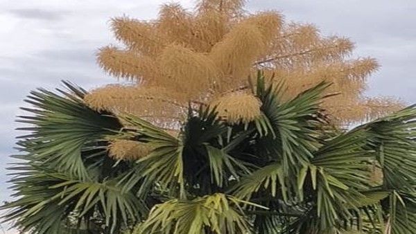 ಮೆರೆದ ಕಾನೂನು-ಅಳಿದ ಮೌಢ್ಯ: ಬೀಸುವ ಕೊಡಲಿಯಿಂದ ತಪ್ಪಿಸಿಕೊಂಡ ತಾಳೆ ಮರ